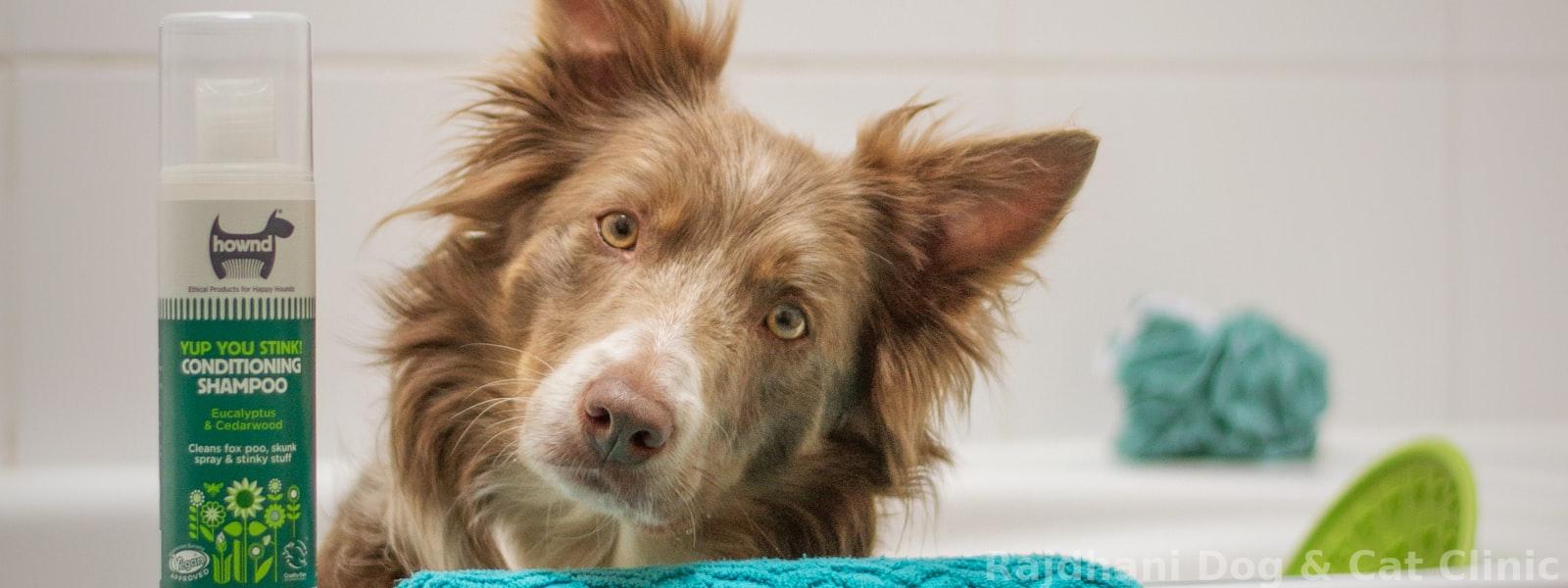 Grooming & Wellness Made Easy
