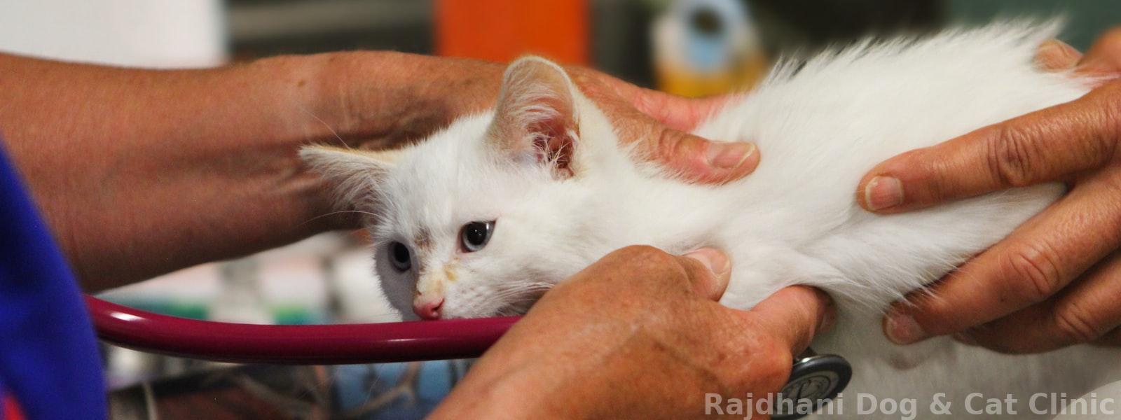 Trusted Vet Care for Every Visit