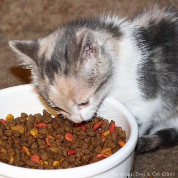 Cat Food