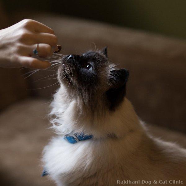 Treats & Chews