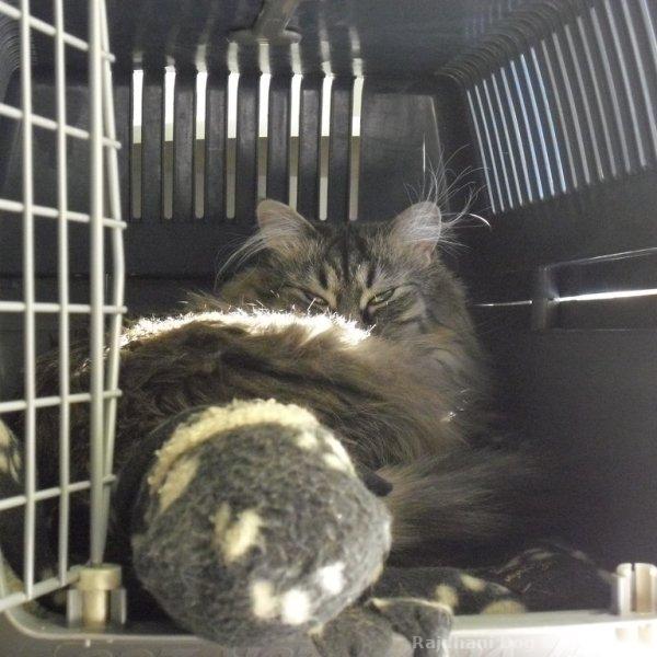 Cat Health & Medicine