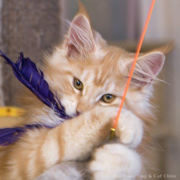 Cat Toys & Enrichment