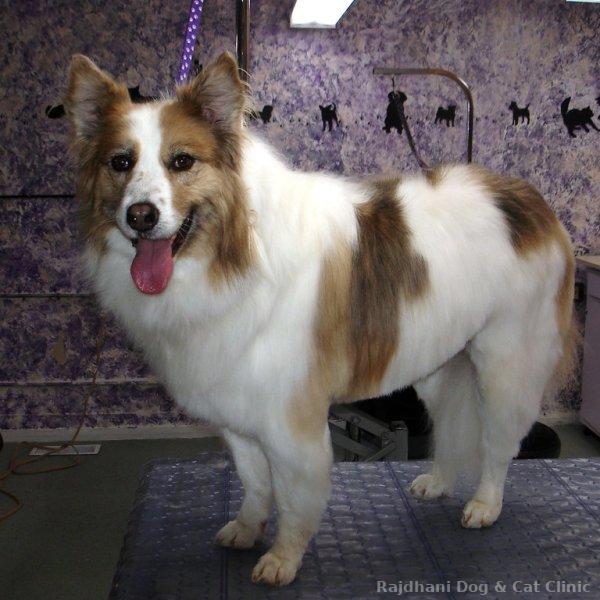 Dog Grooming & Accessories