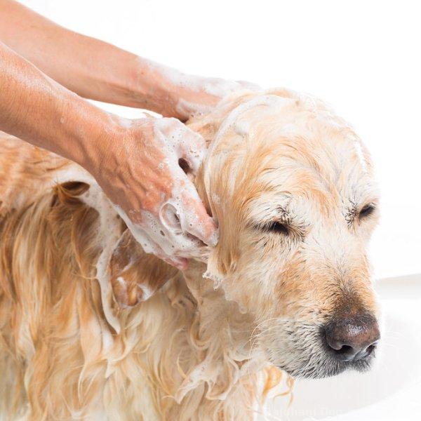 Shampoos & Conditioners