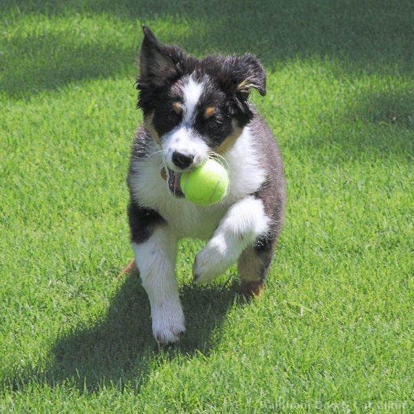 Dog Toys & Enrichment