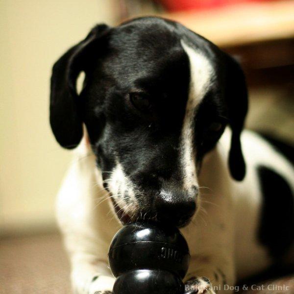 Chew Toys