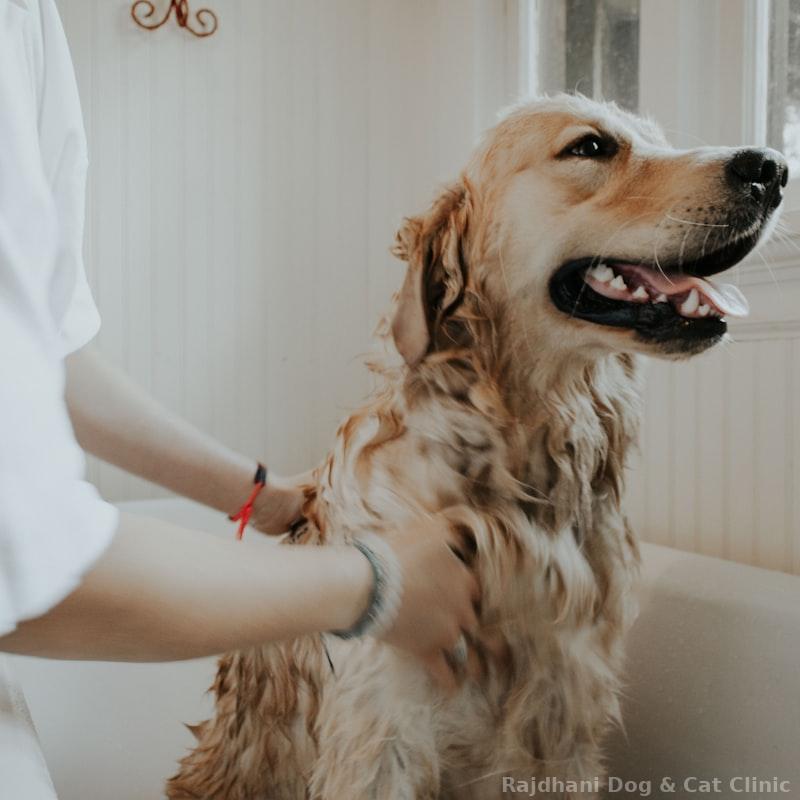 De-Shedding Grooming Brush