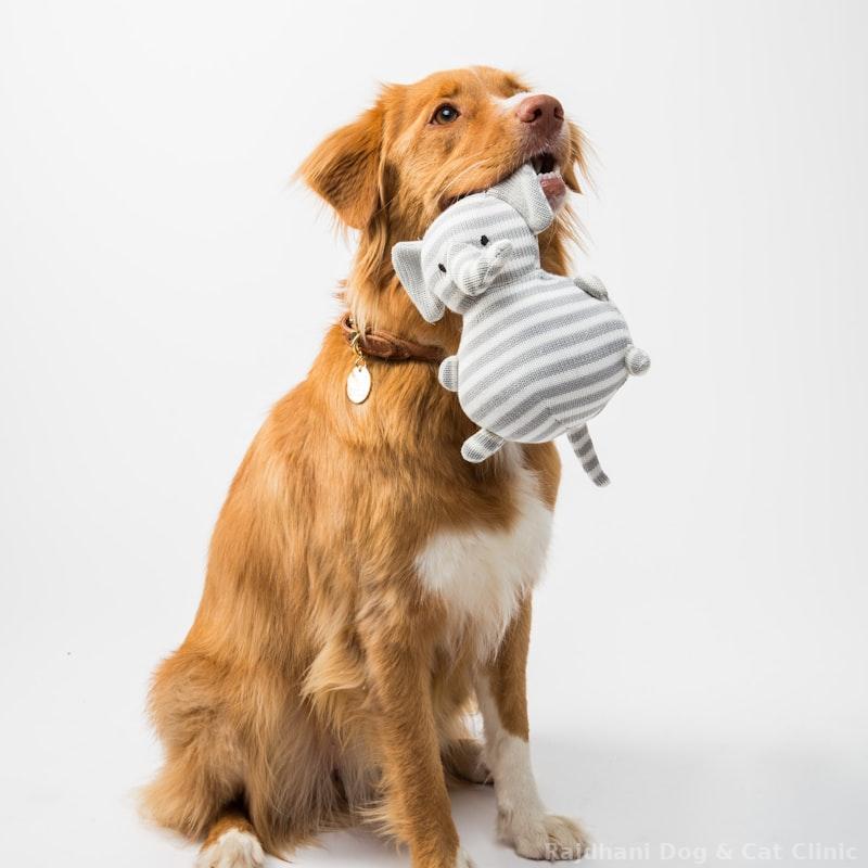 Cotton Rope Chew Toy