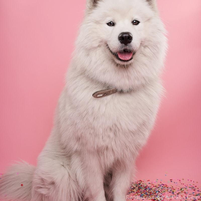 Grain-Free Salmon Treats